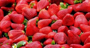 Die Erdbeere – von Natur aus eine Delikatesse