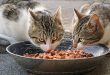 Gesundes Katzenfutter – die Basis für ein langes Katzenleben